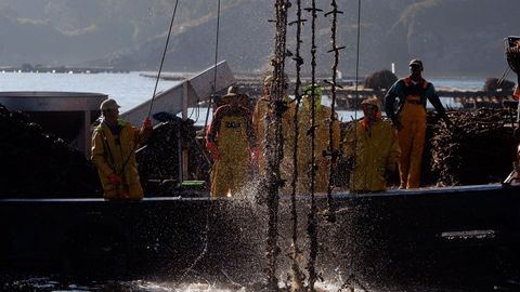 Imagen de archivo de bateas en Lorb, en la ra de Ares-Betanzos
