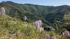 Ejemplares de orqu�deas silvestres de la especie  Orchis italica  con la Devesa da Rogueira al fondo