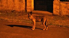 Un joven lobo se pasea cada noche por Laxe