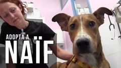 �Adopta a Naif!