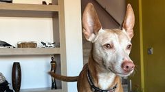 Una imagen del perro, que desapareci� el mes pasado en la parroquia de Vilarmel