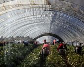 Un grupo de rumanas recogiendo fresas en los invernaderos de Pacios.