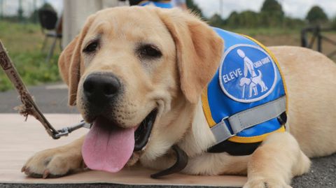 Un perro gu�a durante descansa tras un entrenamiento.