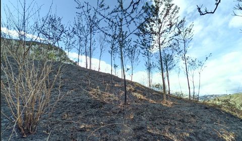 Una parcela de monte quemada