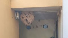 Nido de velutina en una vivienda de Cari�o, pegada a otra casa