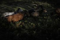 Rapa das Bestas de Sabucedo 2021.