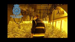 Imagen de archivo de una intervenci�n policial en una plantaci�n de marihuana