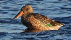 Una hembra de pato cuchara se ba�a en la desembocadura del r�o Mi�o.