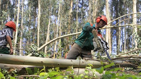 Los trabajadores forestales ya solan guardar las distancias en los montes, por seguridad, como se ve en esta foto de archivo