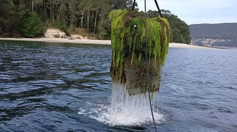 Retirada de algas del banco de A Brensa, frente a la isla de Tambo