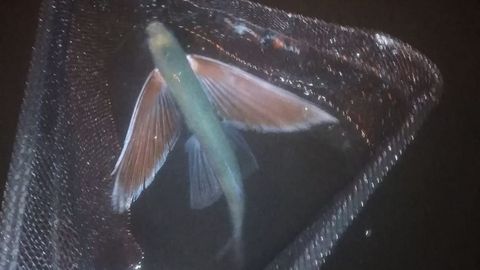 Tras fotografiarlo y grabarlo en v�deo, los pescadores devolvieron el pez volador al mar