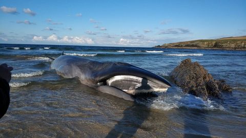 Vara una ballena de unos 13 metros en una playa a diez kil�metros de Ribadeo sin posibilidad de rescatarla