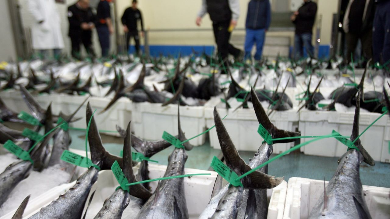 Los primeros bonitos frescos llegan a 14,40 euros el kilo en Burela