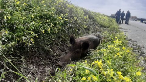 Un jabalí malherido que apareció el año pasado junto a la autovía de Barbanza.