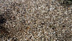 Marisco muerto en la playa de Testal, en Noia