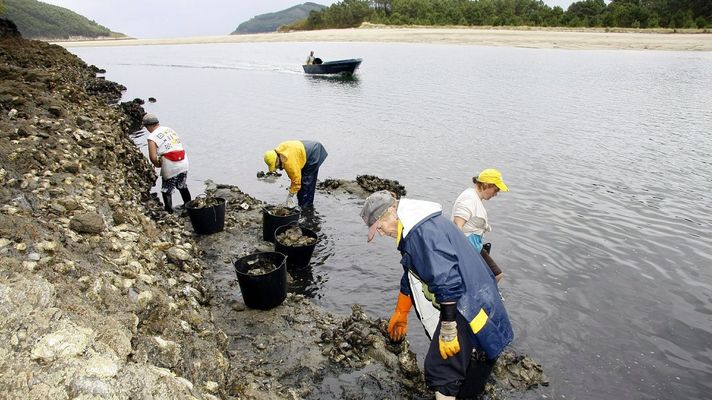Recogida de ostra japonesa por mariscadoras en la r&iacute;a de O Barqueiro.