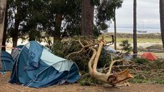 Preparativos para la poda del eucalipto�cuya rama se desplom� sobre dos tiendas de campa�a en las islas C�es