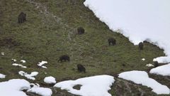 Jabales en la nieve de las proximidades del puerto asturiano de San Isidro. ARCHIVO