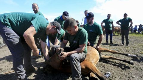 La rapa consiste en cortar las crines de los caballos y se realiza en los curros.