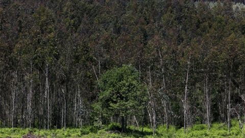 Terreno dedicado a eucaliptos en el municipio de Castroverde