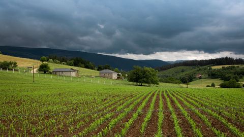 Campo de siembra en el occidente de Asturias