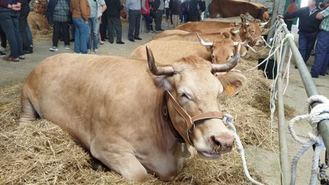 La Comisi&oacute;n Europea prev&eacute; que se contraiga la producci&oacute;n de carne de vacuno