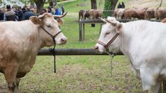 En municipios como Lncara hay ferias dedicadas al ganado vacuno de raza rubia gallega