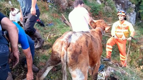 Los bomberos de Llanes rescatan a dos vacas de un poco en San Roque del Acebal