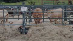 O rural galego, protagonista en Xunqueira de Espadanedo