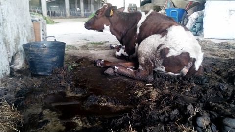 Vaca tumbada entre excrementos