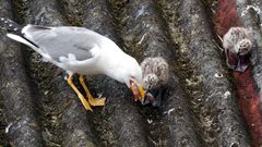 Una gaviota alimenta a su polluelo.