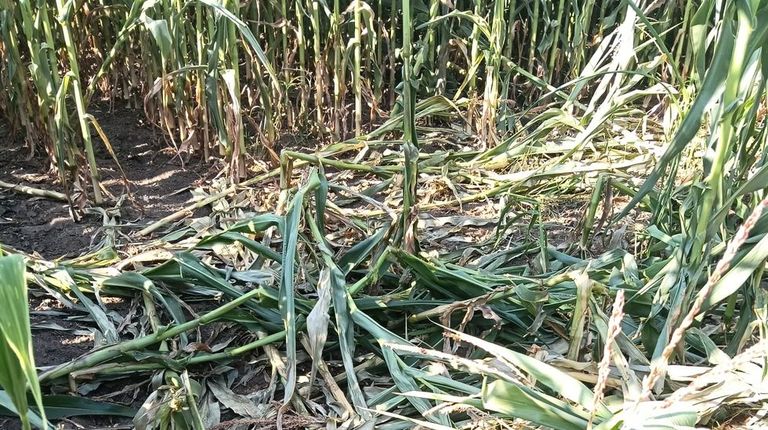 Da�os en una plantaci�n de ma�z producidos por el jabal� 