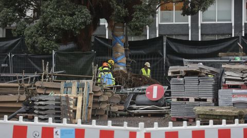 Traslado del metrosidero del Cant�n Grande