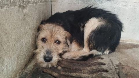 Dark naci� en el monte y le cost� perderle el miedo a los humanos hasta que lleg� a su familia de acogida en Barcelona, donde ahora vive feliz