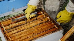 UPA considera que la apicultura es un sector estrat�gico en Espa�a