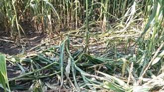 Da&ntilde;os en una plantaci&oacute;n de ma&iacute;z producidos por el jabal&iacute; 