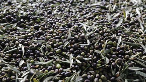 Los productores est&aacute;n recibiendo precios por debajo de los costes de producci&oacute;n, denuncia COAG