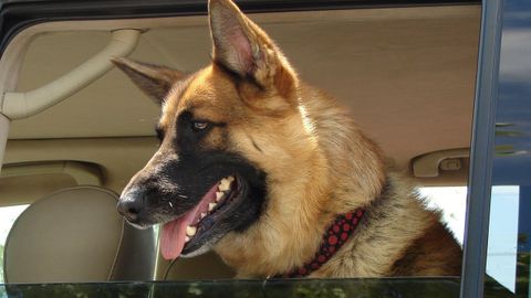 UN PERRO VIAJANDO CON SUS DUEOS 