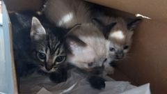 Los tres gatos fueron abandonados dentro de una caja de zapatos en uno de los baos