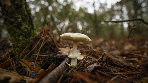 Algunas especies ayudan a recuperar el bosque pero el problema est en saber si los micelios que estn bajo tierra han sobrevivido al fuego 
