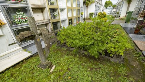 En esta tumba de Sofn ahora hay plantas que cubren un aviso 