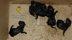 As� era la camada que rescat� el Seprona y Protecci�n Civil de Poio