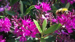 Abelln libando entre as flores.