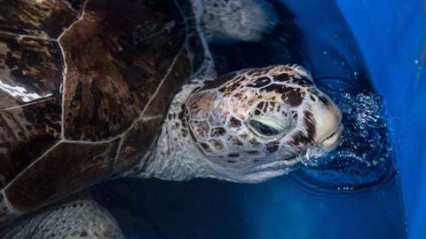 La tortuga Omsin (�hucha�), de 25 year, se trag� casi mil monedas.