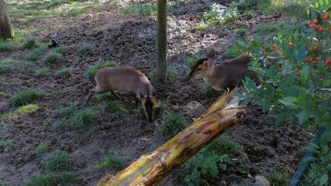 Perritos de las praderas