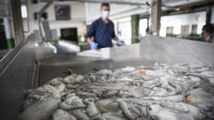 Pulpo fresco en la lonja de Bueu, unas de las destacadas en Galicia por la venta del cefal�podo