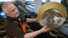Una empresa de acuicultura dedicada a la cr�a de almeja babosa.