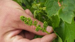 Los racimos son especialmente sensibles a los hongos antes de la floraci�n