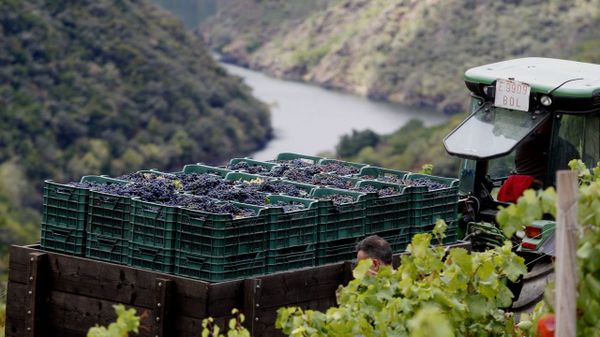 Galicia recogi� este a�o 77 millones de kilos de uva, seg�n Uni�ns Agrarias