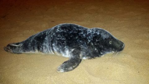 Cr�a de foca gris varada en Gij�n